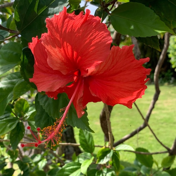 Meet your Posher, Marcia - Picture 1 of 1